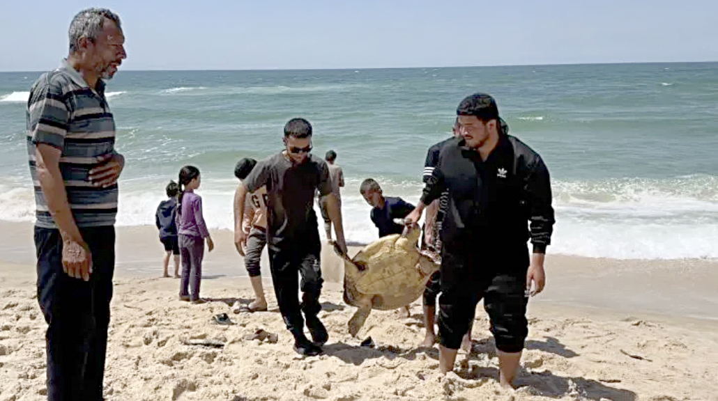 The Displacement of Gaza and Her Wildlife